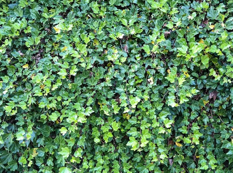 siepe Hedera