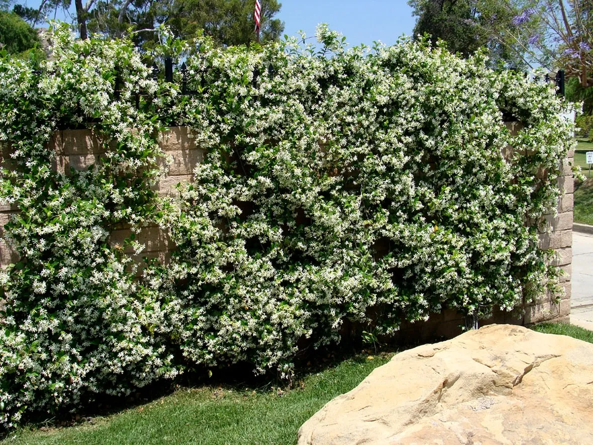 rhyncospermum