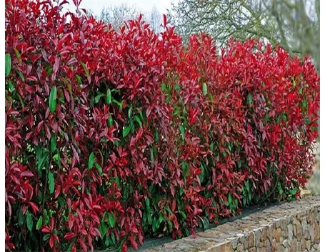 photinia red robin