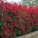 photinia red robin