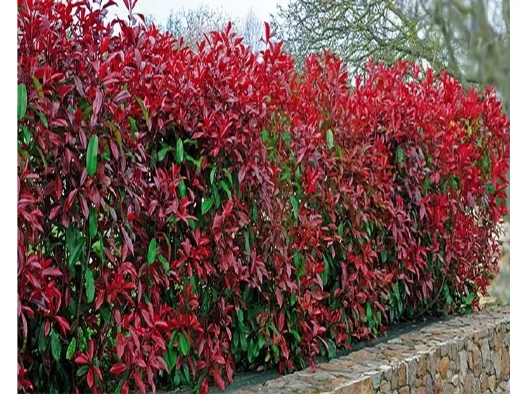 photinia red robin