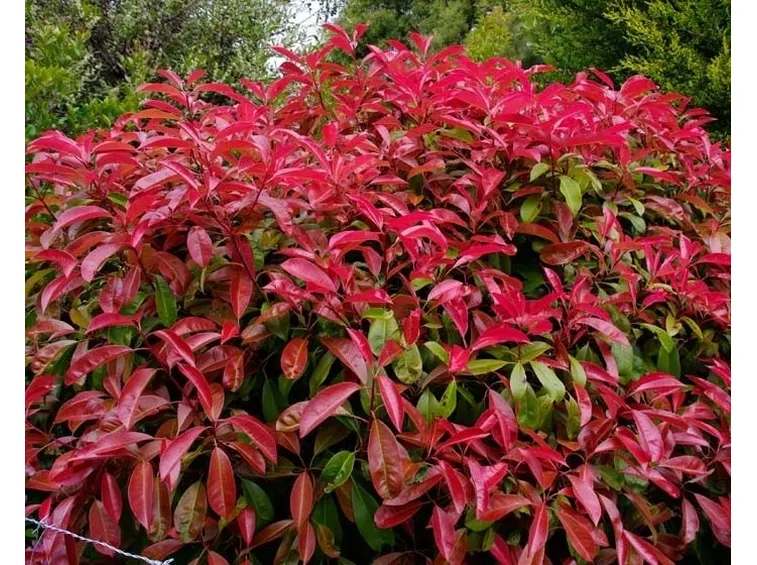 siepe photinia rossa e verde