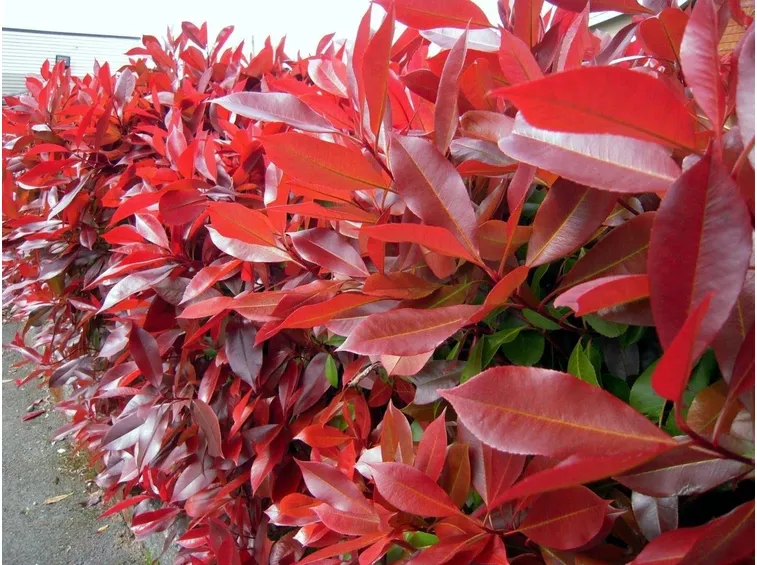 foglie rosse photinia