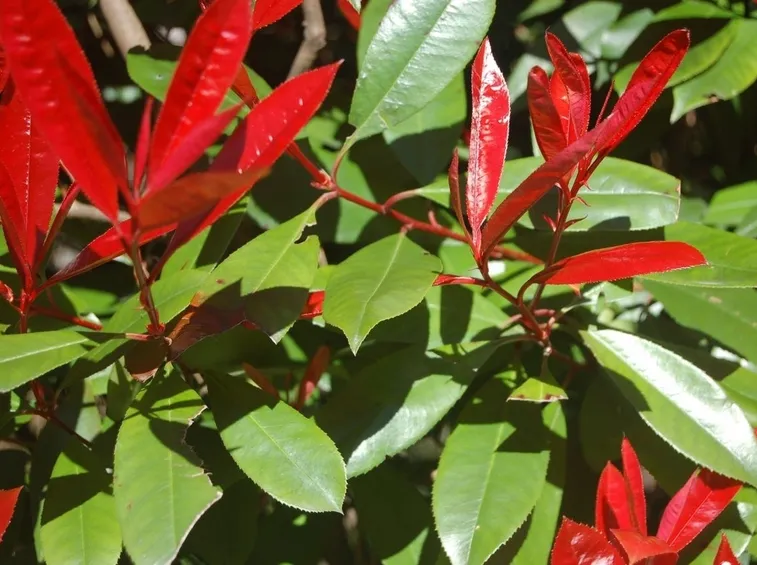 rare foglie rosse siepe photinia