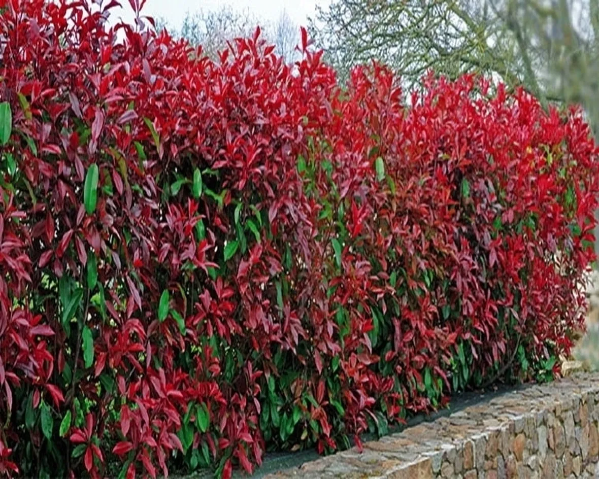 photinia red robin