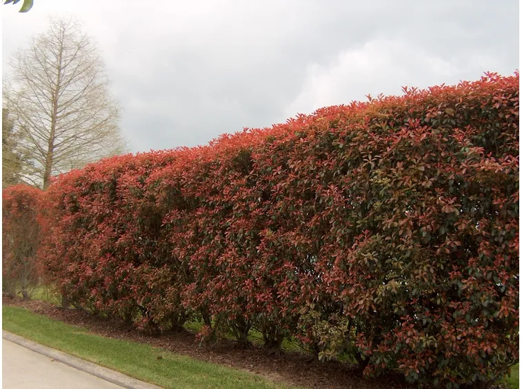 Siepe di Photinia