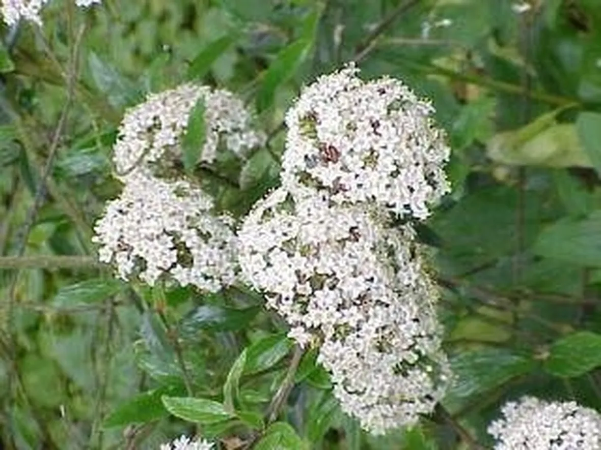 siepecrescitaveloce