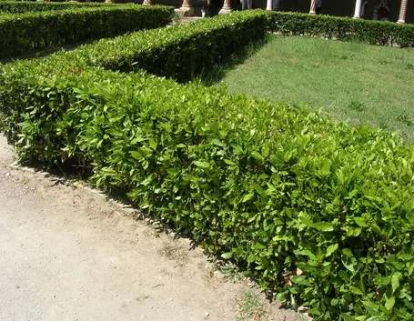 siepe bassa giardino