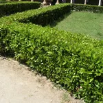 siepe bassa giardino