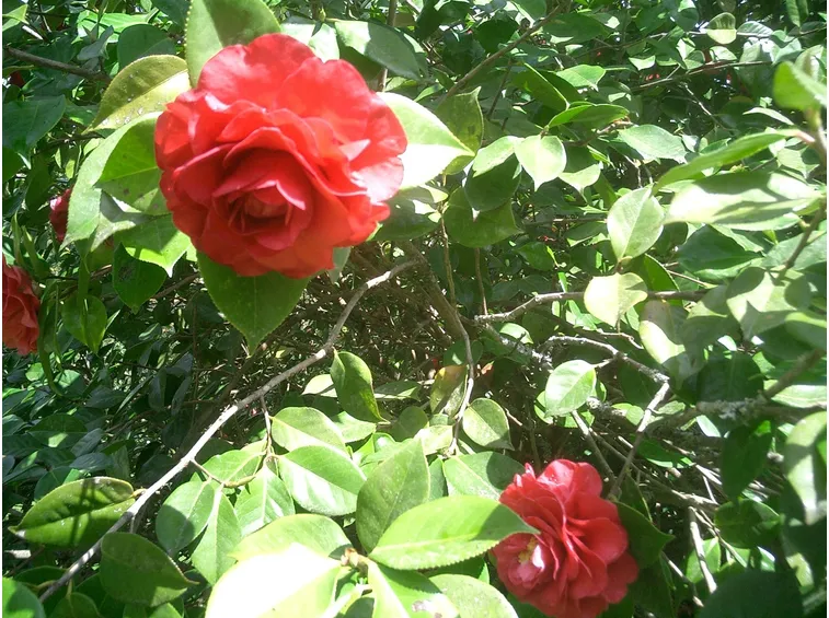siepe camelia rossa