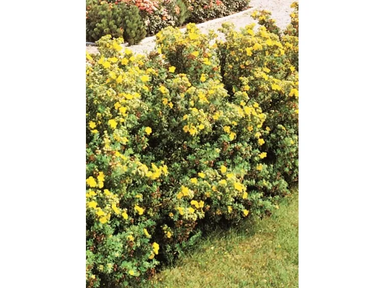 siepe bassa potentilla