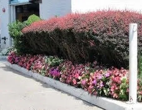 siepiconfiori