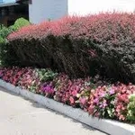 siepiconfiori