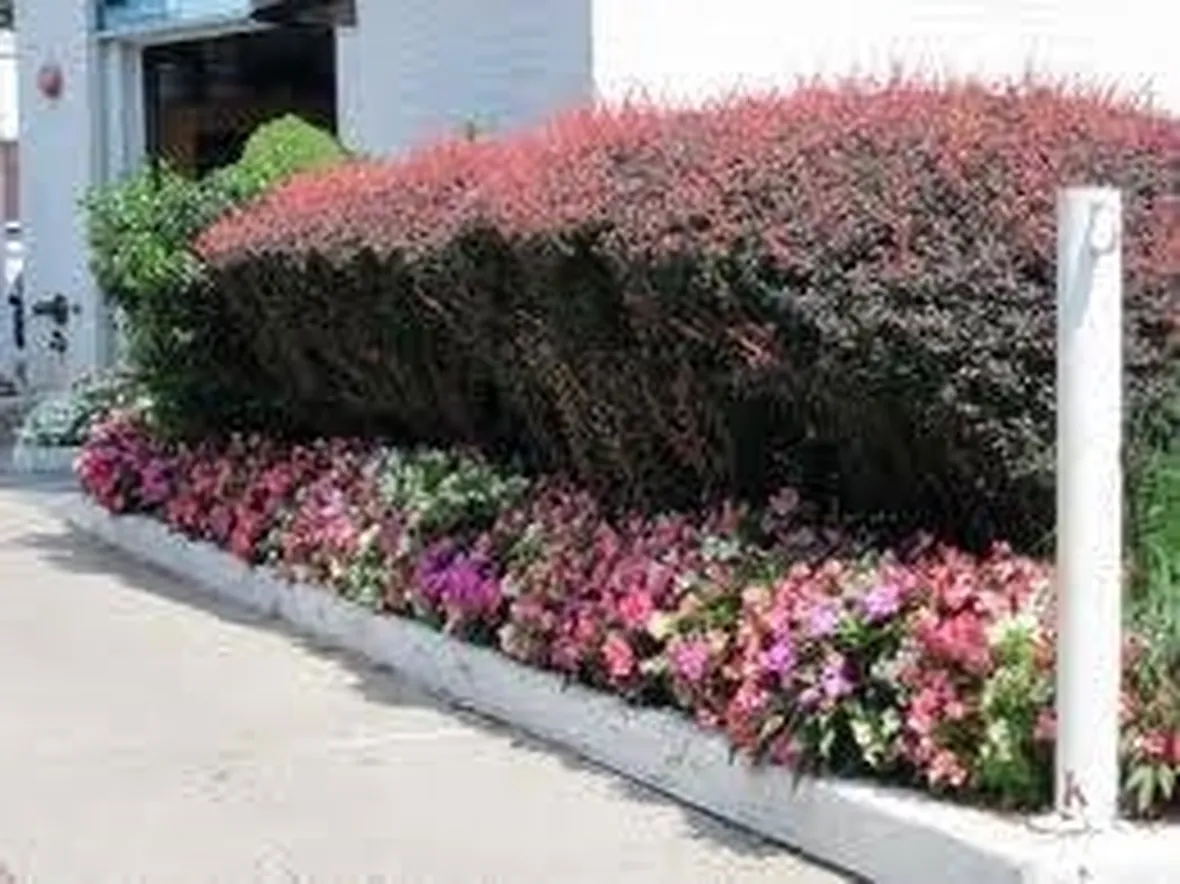 siepiconfiori
