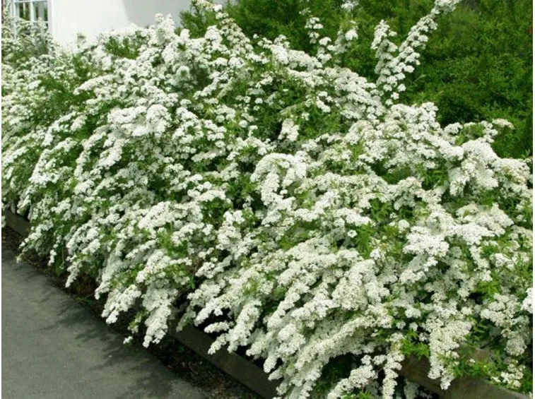 Una siepe di biancospino