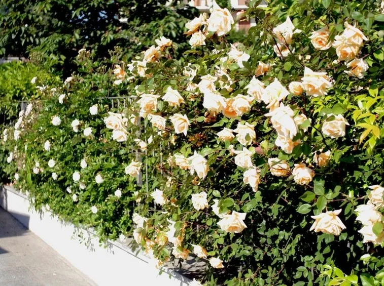 Una siepe di rose