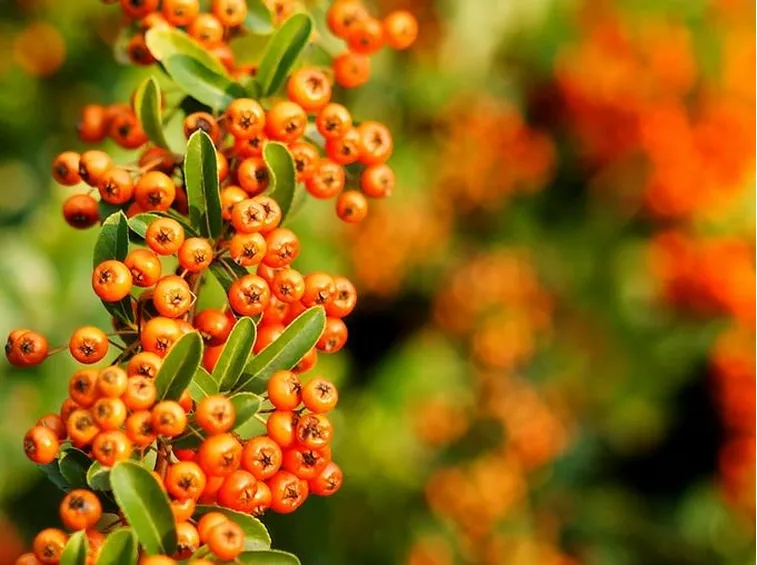 I bellissimi fiori del Piracanta