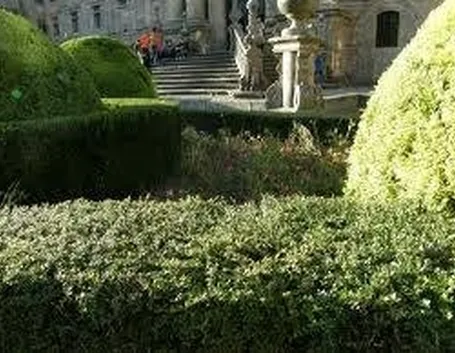siepigiardino1