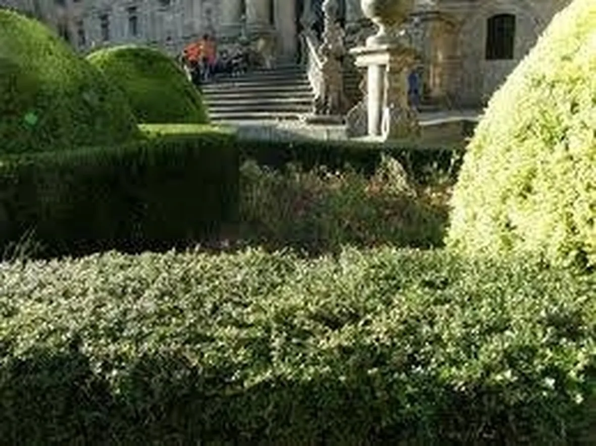 siepigiardino1