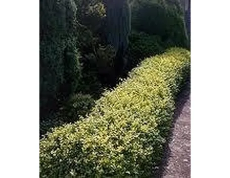 siepisempreverdigiardino2-1
