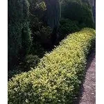 siepisempreverdigiardino2-1