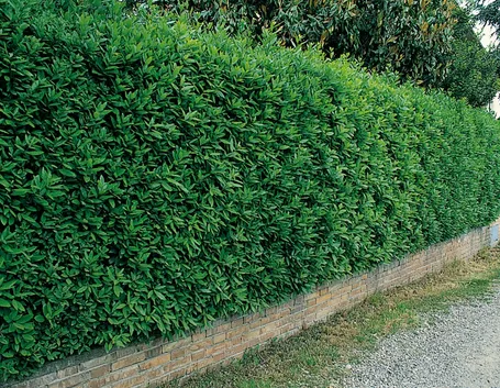 Una bella siepe sempreverde di lauro del portogallo