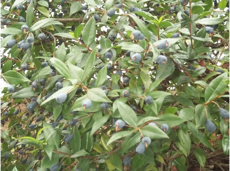 Dettaglio delle bacche del Mirto