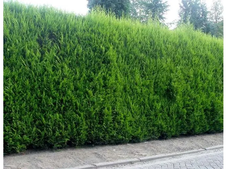 Siepe di cipresso di Leyland