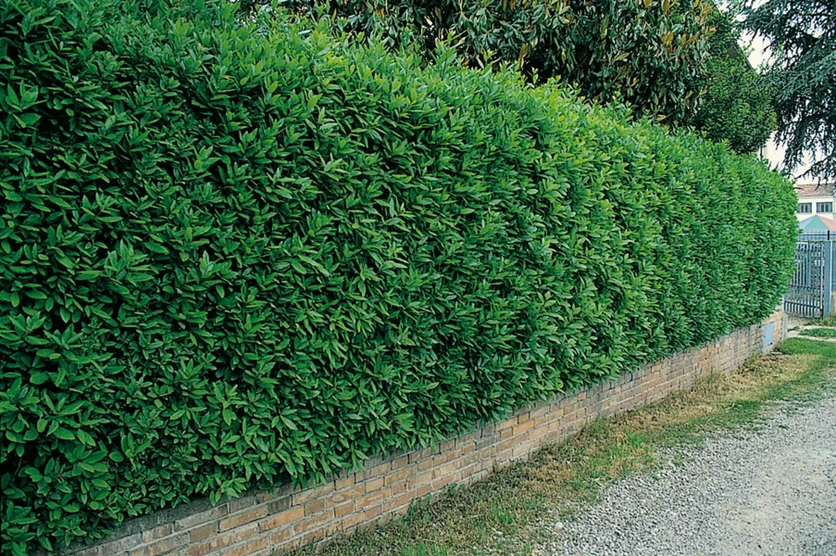 Una bella siepe sempreverde di lauro del portogallo