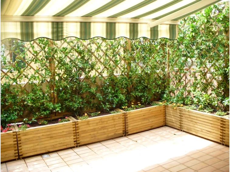 Siepe sul terrazzo