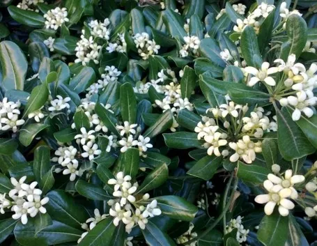 Pitosforo in fiore