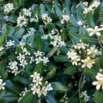 Pitosforo in fiore
