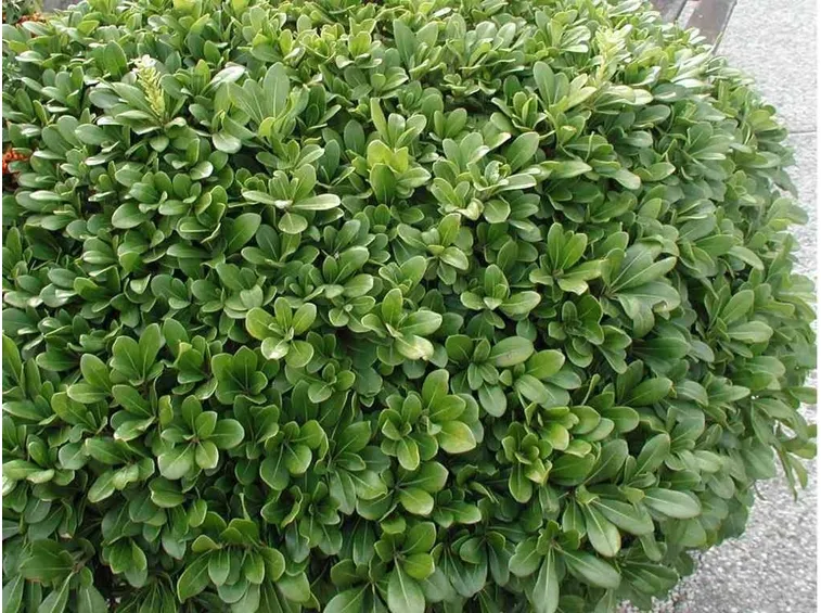 Pianta di pitosforo
