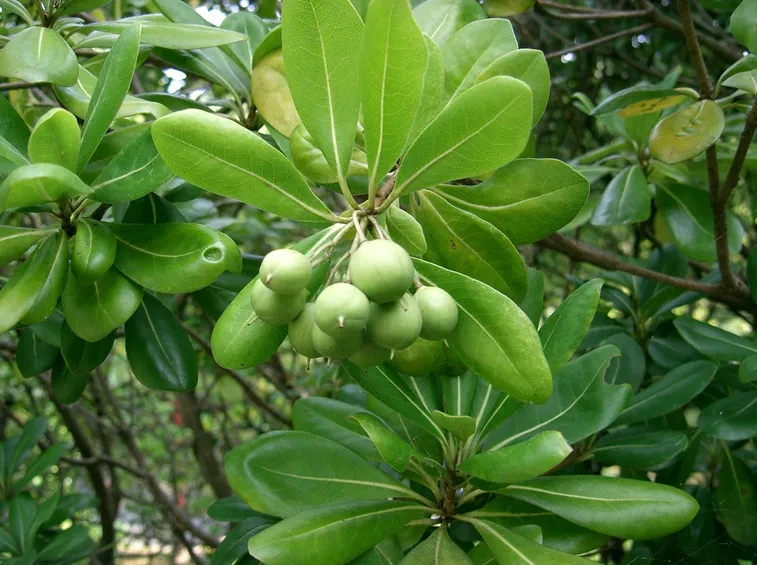 Bacche di pitosforo
