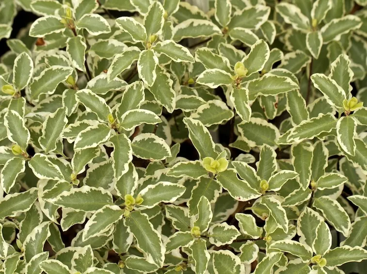 Varietà variegata di pittosporum tenuifolium