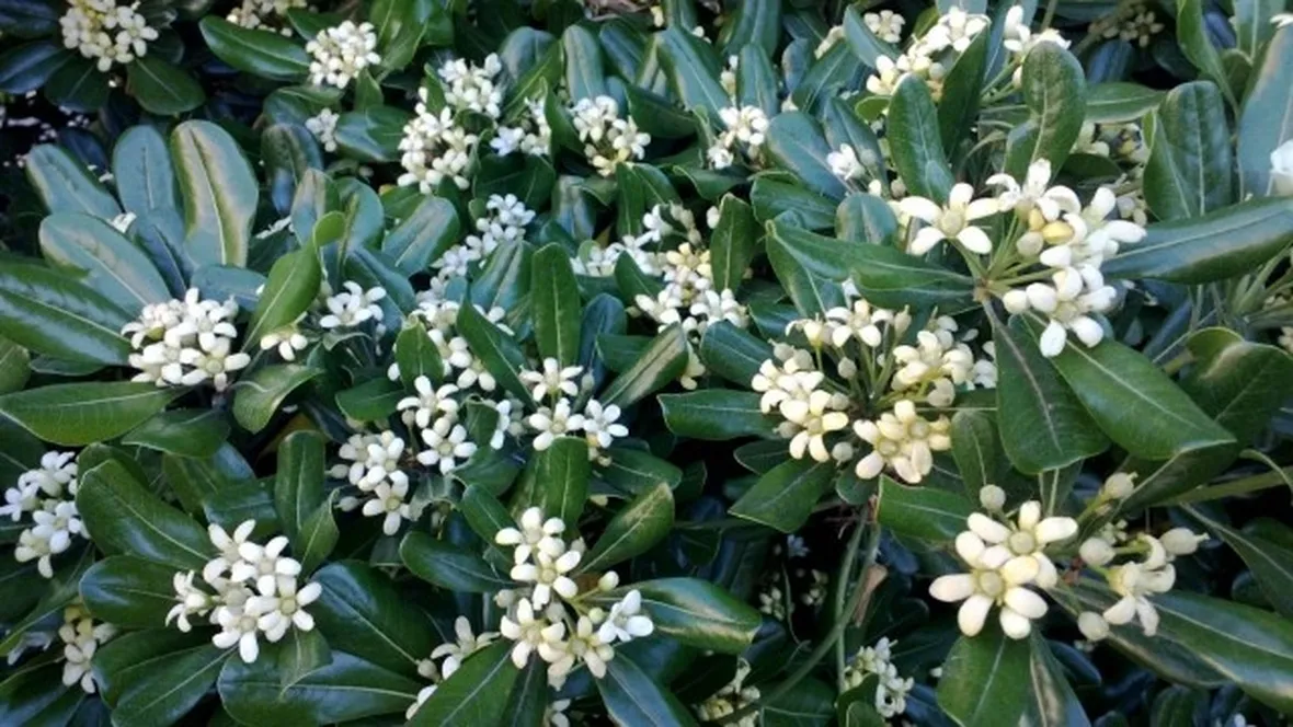 Pitosforo in fiore