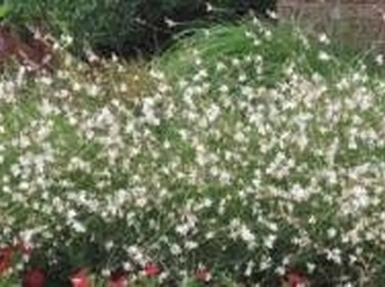 siepifiorite1