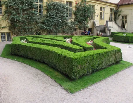 Siepe di Buxus