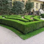 Siepe di Buxus