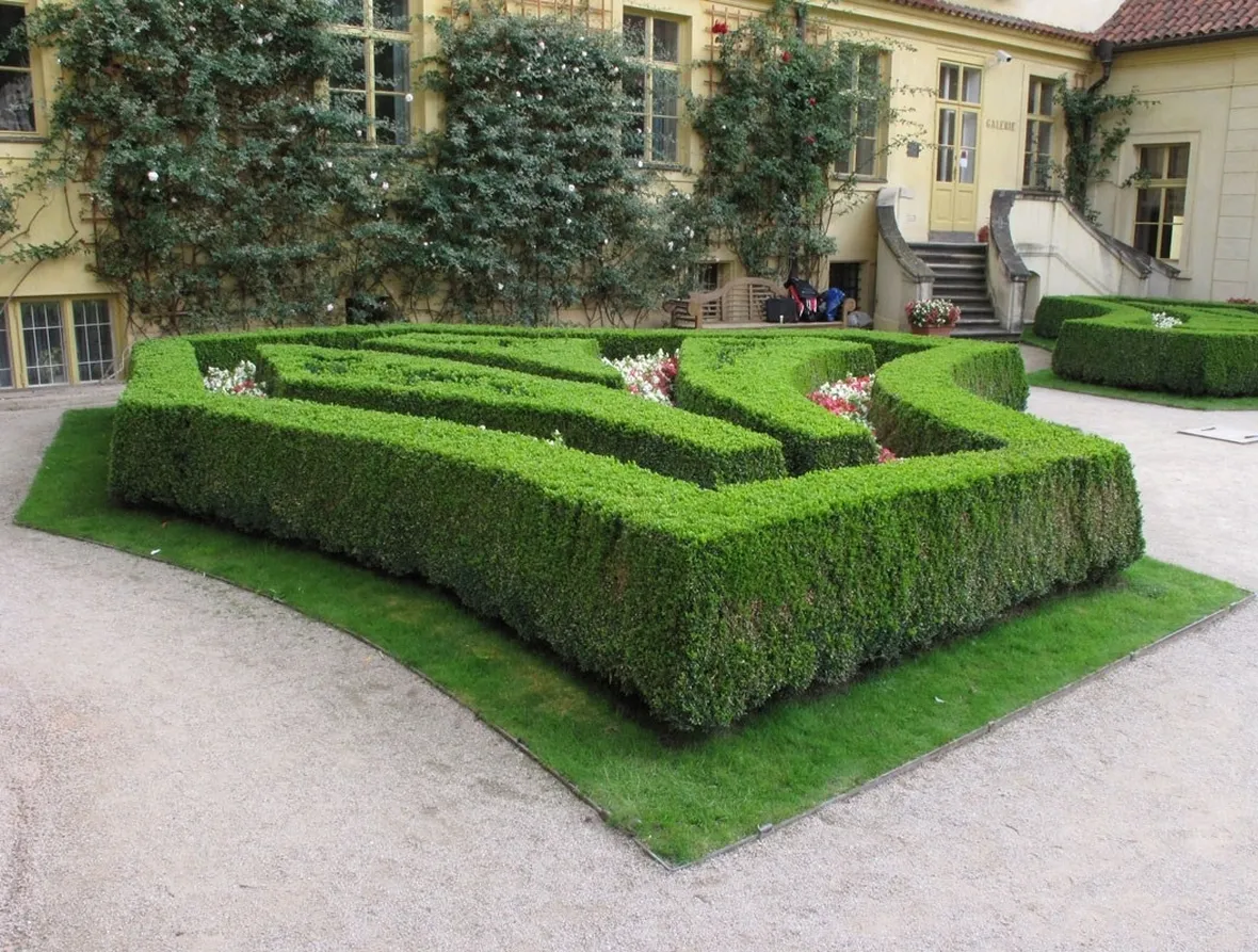 Siepe di Buxus