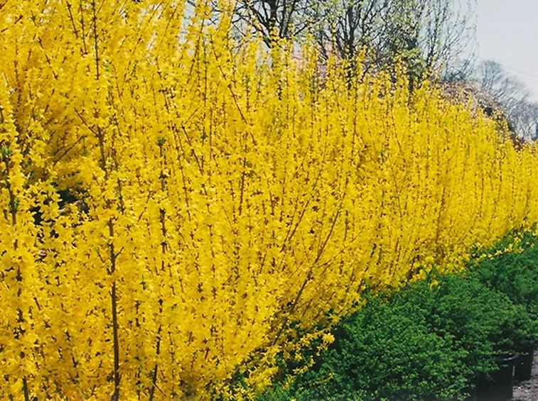 Siepe di forsizia in fiore