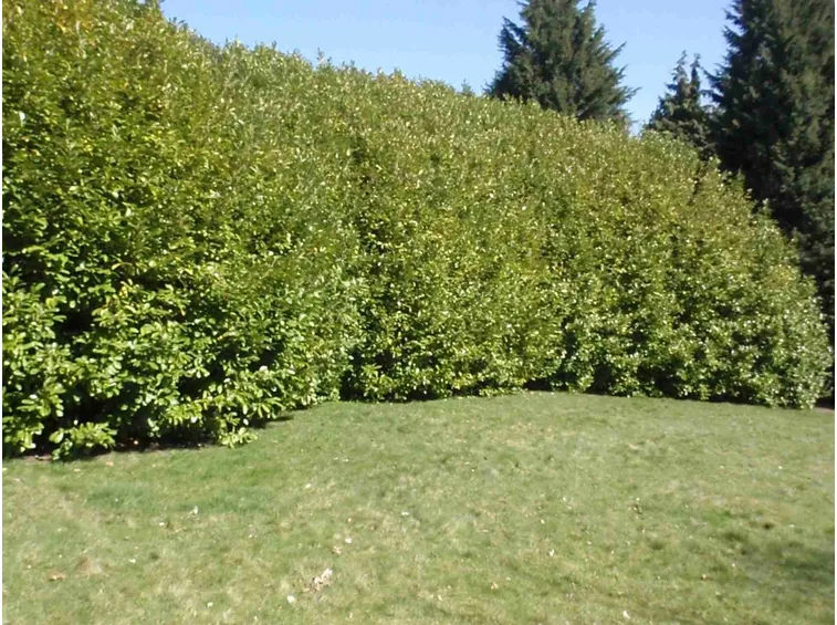 Alta siepe di Alloro