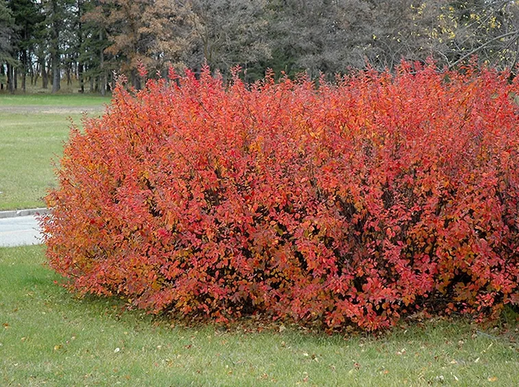 Inestricabile siepe di Cotoneaster