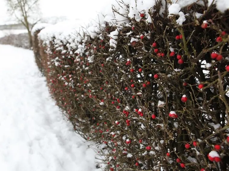 Siepe di Cotoneaster innevata
