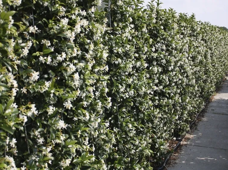 Siepe di falso gelsomino in fiore