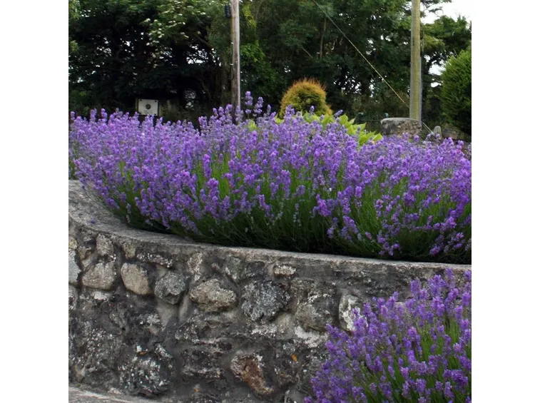 Graziosa siepe di lavanda