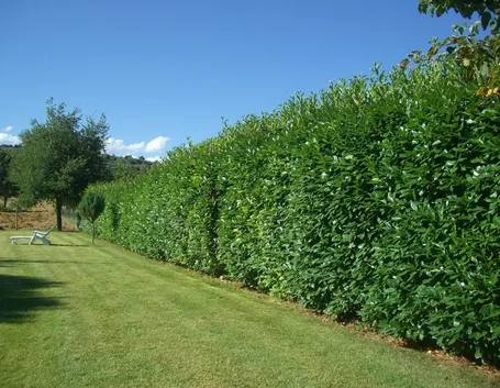 siepe di alloro verde