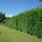 siepe di alloro verde