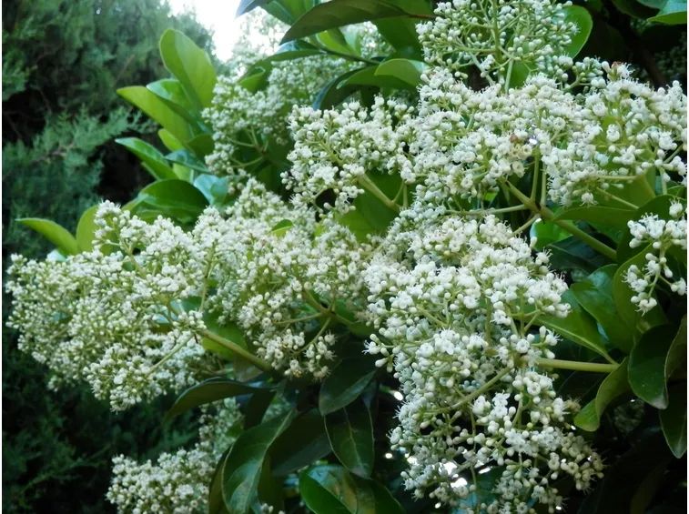 viburnum lucidum