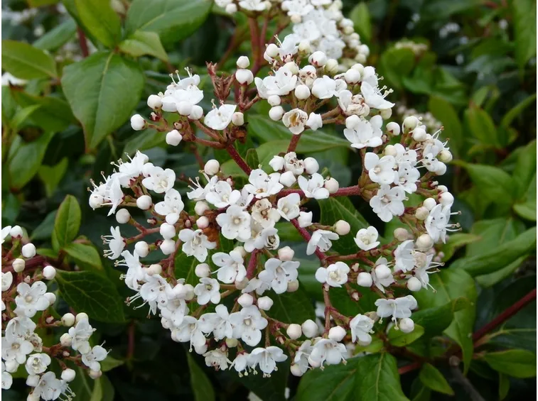 Fiore viburnum lucidum